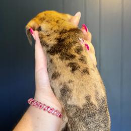 Dachshund Puppies from Dachshund heaven
