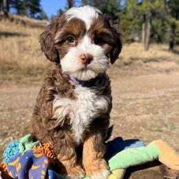 Cinnamon - Tri-color female Australian Labradoodle puppy in Helena, Montana from Labradoodles of Montana