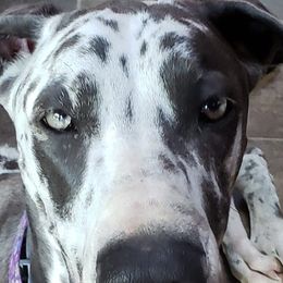 Great Danes from Great Dane Ridge