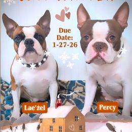 Boston Terrier puppies from Sleepwalker Bostons