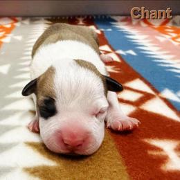 Chant - Red female American Staffordshire Terrier puppy in Clintwood, Virginia from SkyBlue Kennel