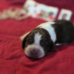 Caramel - Tri-Roan female English Springer Spaniel puppy in Cookeville, Tennessee from Krossroads Kennel
