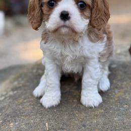 Sleepy - Blenheim male Cavalier King Charles Spaniel puppy in California from Tinkerpups