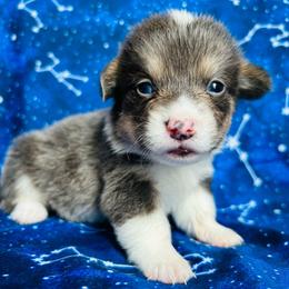 Poseidon - Gray and white male American Corgi puppy in Cocoa, Florida from Cascadian Space Coast Corgis LLC