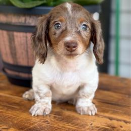 Broad Bill - Boy 2 - Dapple male Dachshund puppy in Corbin, Kentucky from Steele Half Acre Homestead