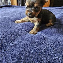 Pomeranian and Yorkshire Terrier Puppies from Pam Ackley