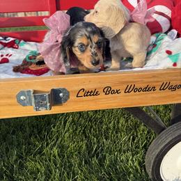 Dachshund puppies - mini longhair female - Sable female Dachshund puppy in Manteca, California from Sweet and Low Dachshunds