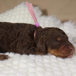 Amora (Mauve) - Phantom female Goldendoodle puppy in Palmetto Bay, Florida from SOMIDOODLES