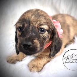 Dachshund Puppies from Bald Mountain Dachshunds