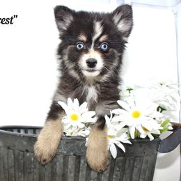 Everest - Black and white female Pomsky puppy in Murfreesboro, Tennessee from Middle Tennessee Pomskies