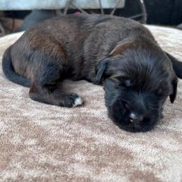 Duck - Sable female Goldendoodle puppy in Blanchard, Oklahoma from Dream Doodles by Dondi
