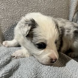 Jewel - Slate merle female Border Collie puppy in Crawfordsville, Indiana from Rescued Dreams Border Collies