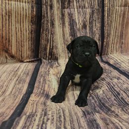 Green collar - Black male Cane Corso puppy in Fritch, Texas from Carrie Brown's Cane Corsos