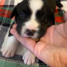Cardigan Welsh Corgi Puppies from Rockin’ Y Corgis