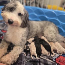 Sheepadoodle puppies from Yates Family Farm