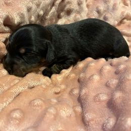 Layla - Black and tan female Dachshund puppy in Dobson, North Carolina from Oakleys Dachshund Haven