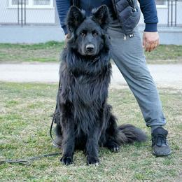 Mister - German Shepherd