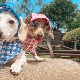 Dachshunds from Mendez’s Dachshunds