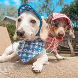 Dachshunds from Mendez’s Dachshunds