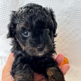 Girl 2 - Black female Havapoo puppy in Cedar Springs, Michigan from Pridespoodles