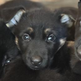 Purple Girl - Black and red female German Shepherd puppy in Rolesville, North Carolina from Ransomshire Shepherds