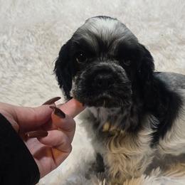 Rocket - Blue roan male Cocker Spaniel puppy in Florence, South Carolina from Reddick's American Cocker Spaniels