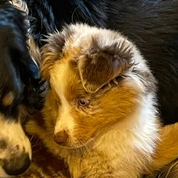 LaLa - Australian Shepherd