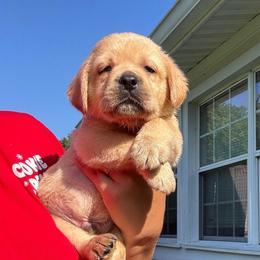 Green Collar Male - Yellow male Labrador Retriever puppy in Kissimmee, Florida from SunState Labs