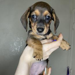 Dachshund Puppies from Monterey bay dachshund kennel