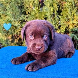 Light Blue Collar - Chocolate male Labrador Retriever puppy in Yucca Valley, California from Beachn Ranch
