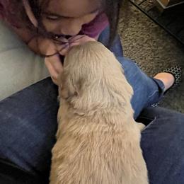 Goldendoodle Puppies from Casita Goldendoodles