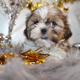 Girl 1 - Red and white female Shih Tzu puppy in Craig, Colorado from Rocky Mountain Shih Tzus and Dry Creek Miniature Dachshunds