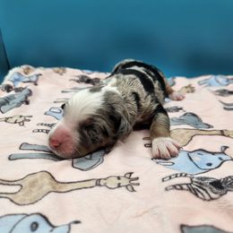 Reeses - Merle female Bernedoodle puppy in Lancaster, Pennsylvania from NLB Mini Bernedoodles