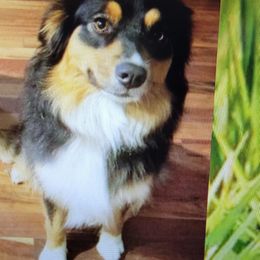 doesn't have one - Australian Shepherd