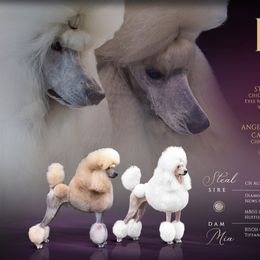 Poodles from Brivali Poodles
