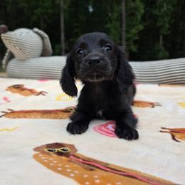 Storm - Black female Dachshund puppy in West Plains, Missouri from Spring Creek Dachshunds