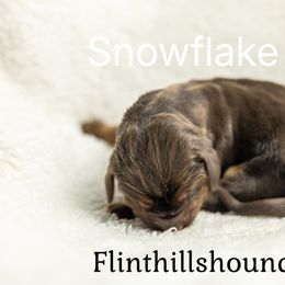 Snowflake - Liver and tan female Bloodhound puppy in Wamego, Kansas from Flint Hills Hounds