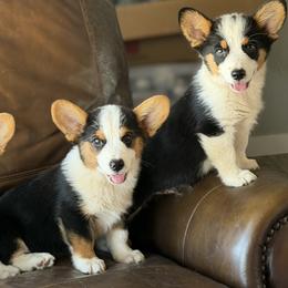 American Corgi and Pembroke Welsh Corgi Puppies from Wild West Corgis