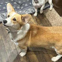 Gidget - Pembroke Welsh Corgi