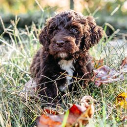 Double Doodle and Labradoodle Puppies from Delightfully Double Doodles