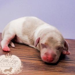 CKC Bramley - Dapple male Dachshund puppy in Christiansburg, Virginia from Little Legs Luxury Dachshunds LLC