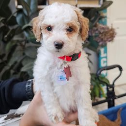 Pluto - Parti female Goldendoodle puppy in Pittsburg, Texas from Grace Springs Goldendoodles