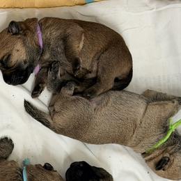 Purple girl - Red wheaten female Cairn Terrier puppy in Shell Knob, Missouri from Stoneridge Kennel