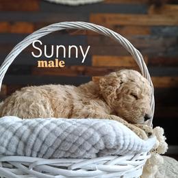 Sunny - Apricot male Goldendoodle puppy in Ringgold, Georgia from Re Family Doodles