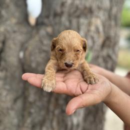 Green collar - Cream female Goldendoodle puppy in Bakersfield, California from Cisneros Goldendoodles