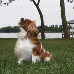 Ruger - Cavalier King Charles Spaniel