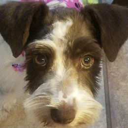Dori - Miniature Schnauzer