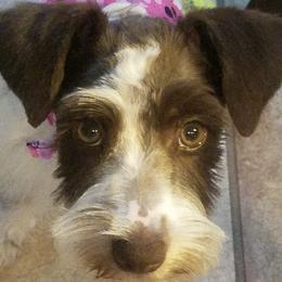Dori - Miniature Schnauzer