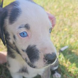 Male 5 - Harlequin male Great Dane puppy in Mayfield, New York from Sacandaga Danes