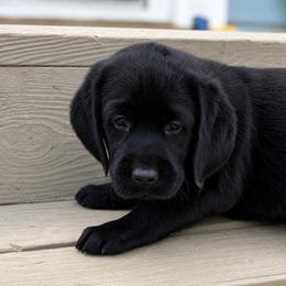 Annie - Black female Dilute Retriever puppy in Baldwin City, Kansas from Hedge Lane Labradors